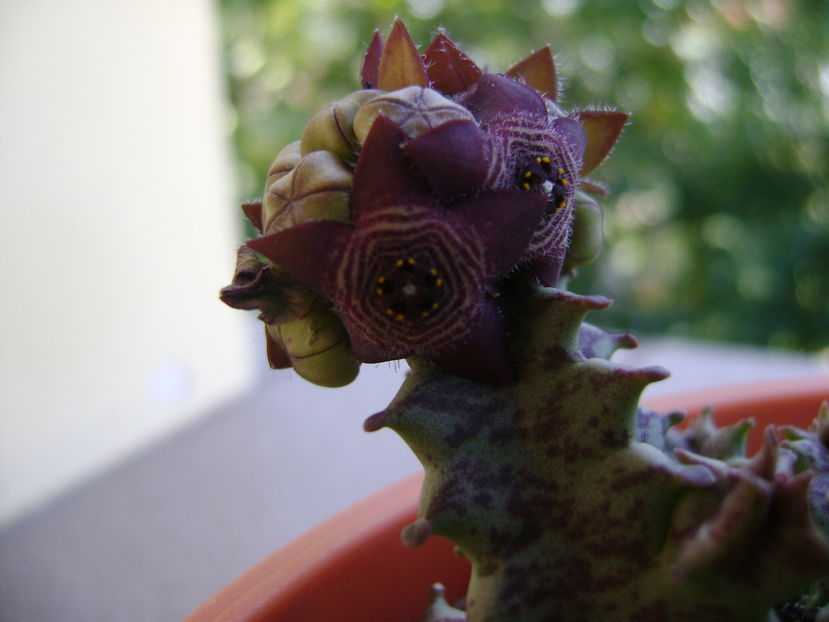 Caralluma europaea - Stapeliade 2016