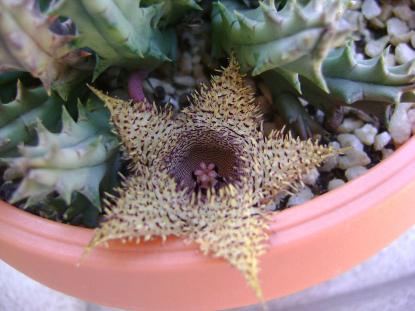 Huernia histrix sp.nova