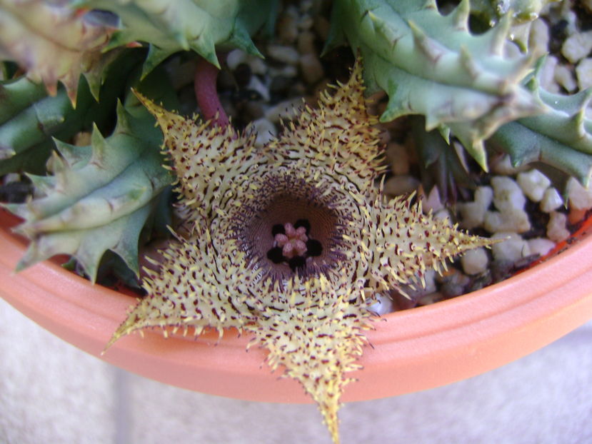 Huernia histrix sp.nova