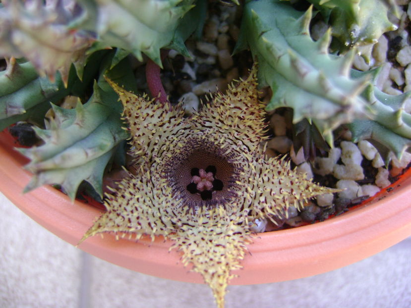 Huernia histrix sp.nova