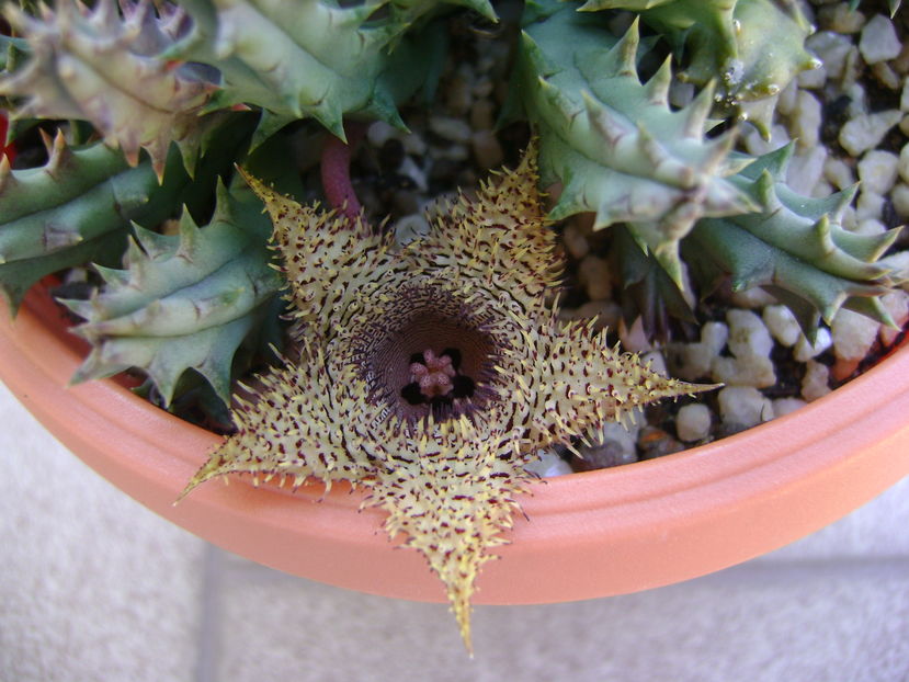Huernia histrix sp.nova
