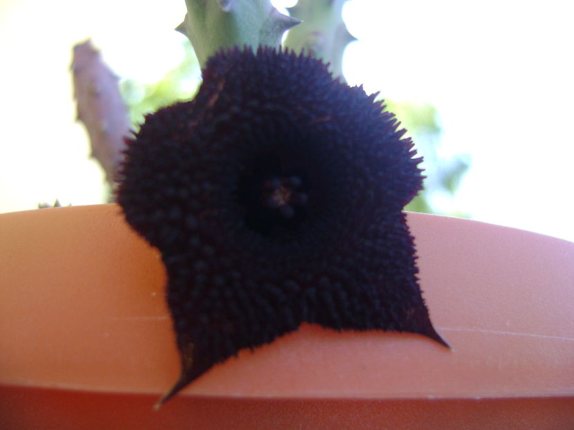 Huernia pendurata