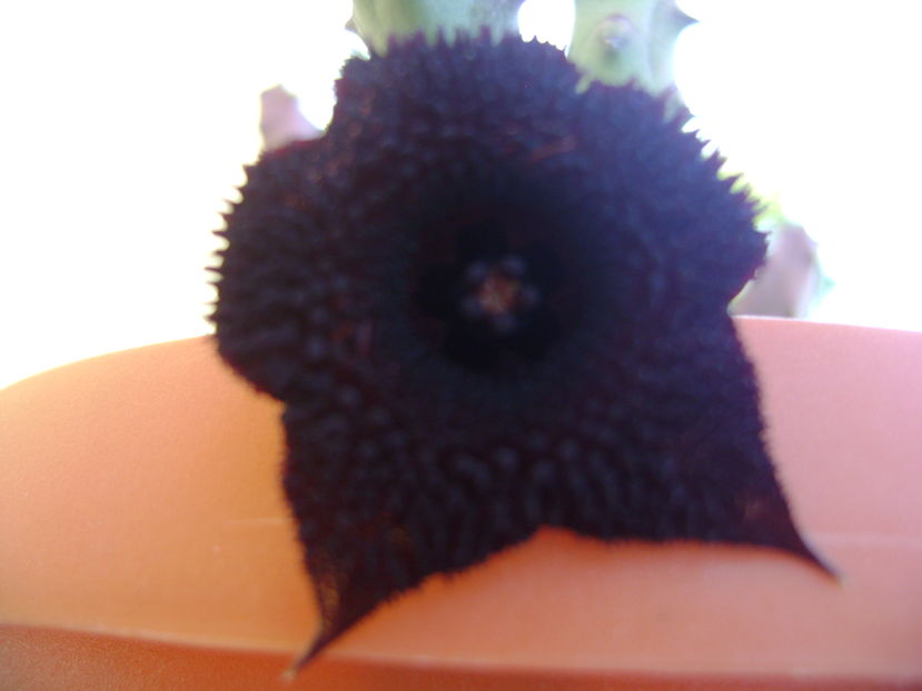 Huernia pendurata