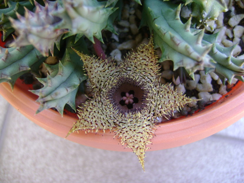 Huernia histrix sp.nova
