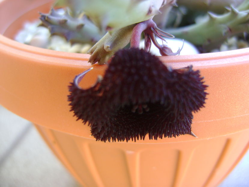 Huernia pendurata