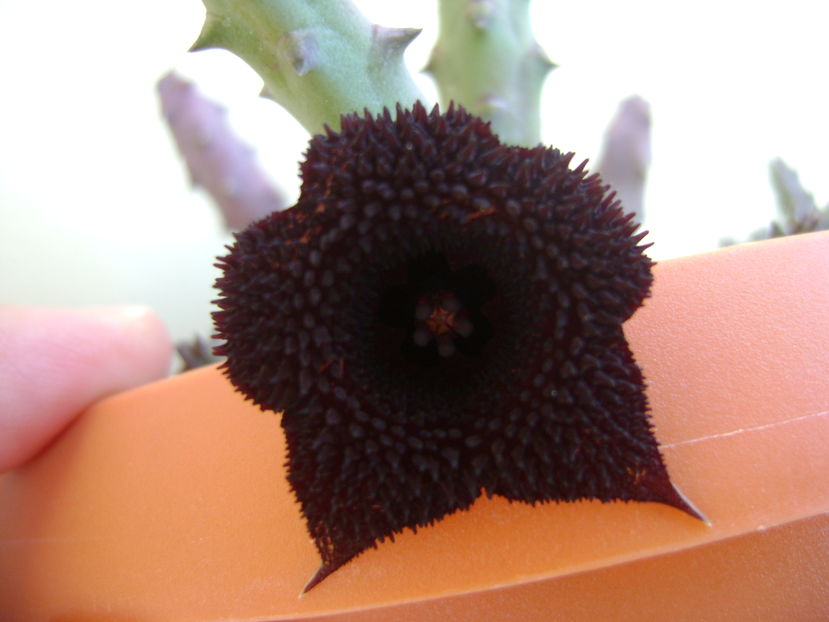 Huernia pendurata