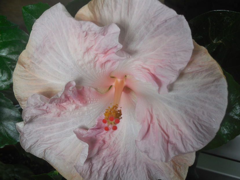  - 02Hibiscus