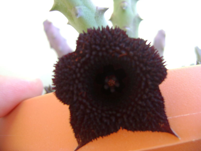 Huernia pendurata