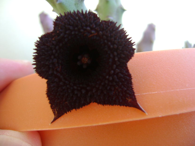 Huernia pendurata