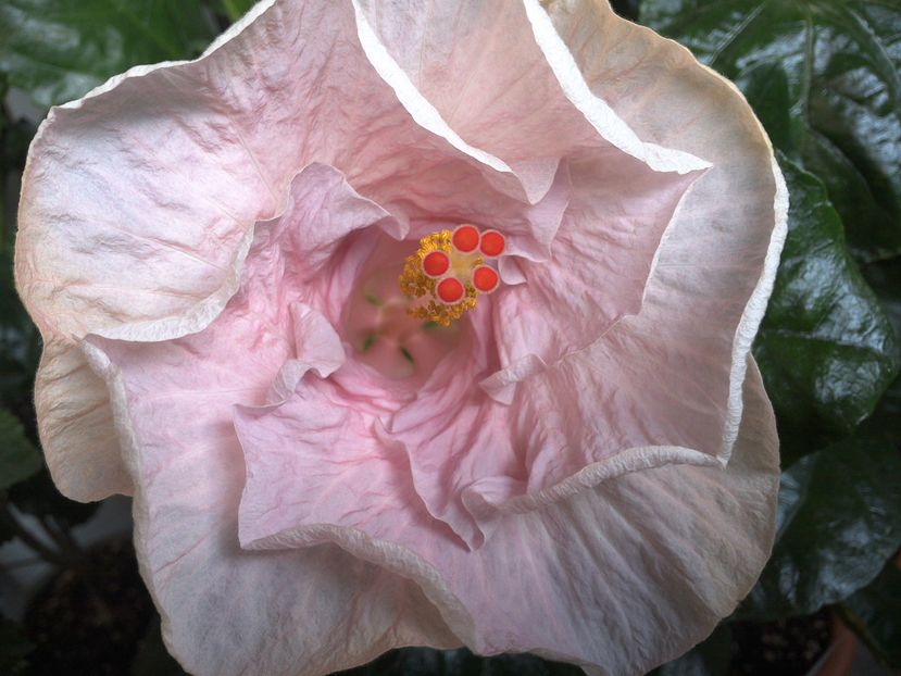 WIN_20160911_071705 - 0Hibiscus in colectie infloriti