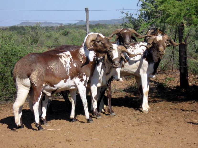 Berbeci Damara de carne-kj87 - Rase de oi si capre poze deosebite-12