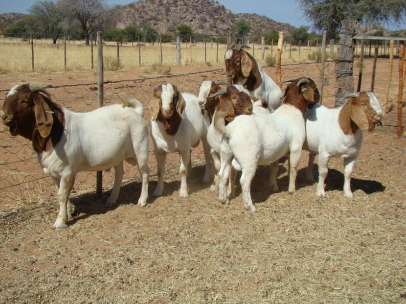 Boerii de carne-hg87 - Rase de oi si capre poze deosebite-12