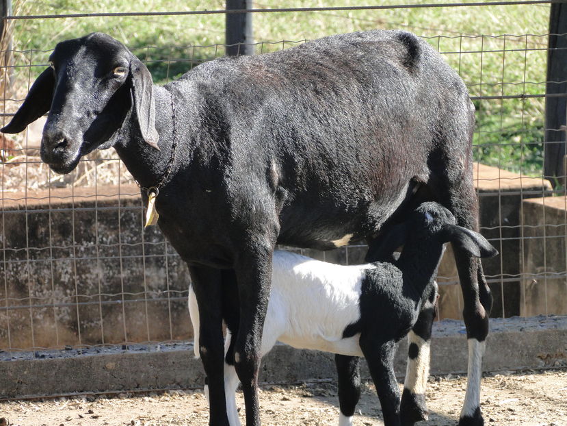 Oaie de carne Santa Ines cu miel - Rase de oi si capre poze deosebite-12