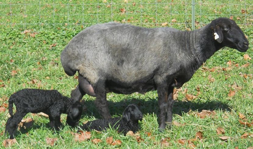 Oaie Karakul cu doi miei-65 - Rase de oi si capre poze deosebite-12