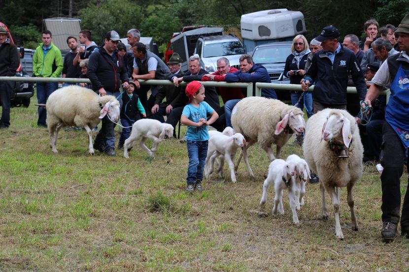 Oitele Bergschaf in mars-7hh