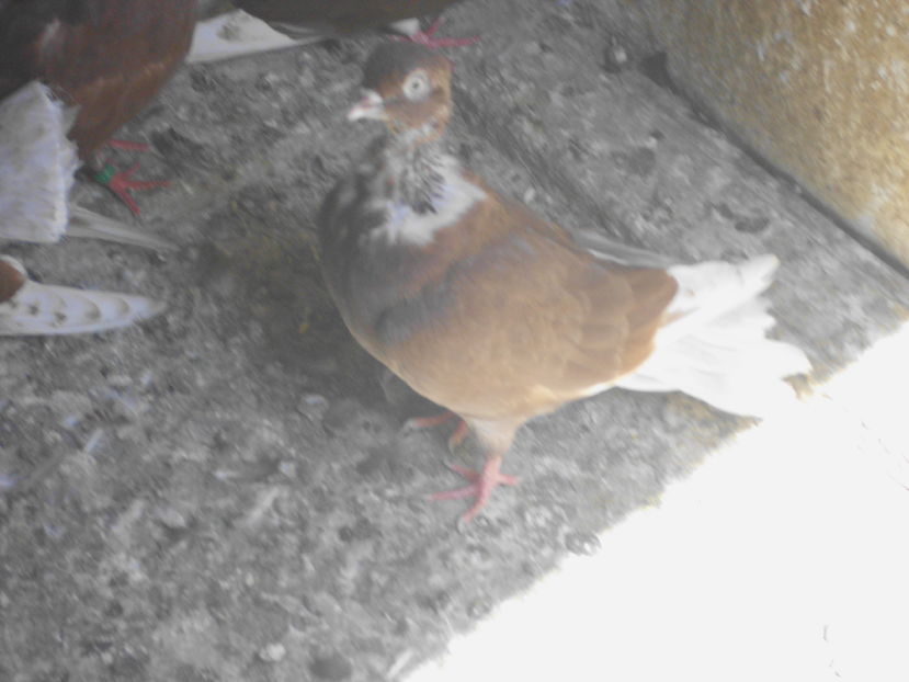 ; ciung chel 2016  50 lei
