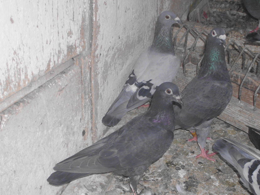 ; pui de hetru  din olandezi
