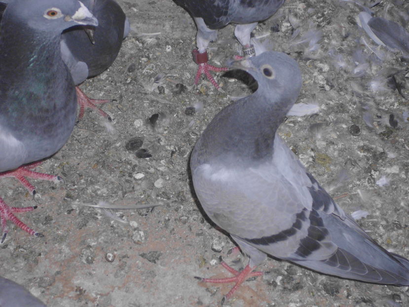 ; pui vinat fara inel 20 lei
