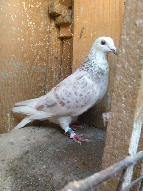 Femela 2011 Belg  Grizzle pe ash red t-pattern