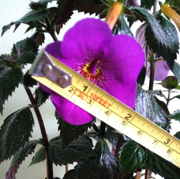 floare de 5 cm