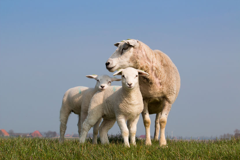 Mieluseii cu oita-7y