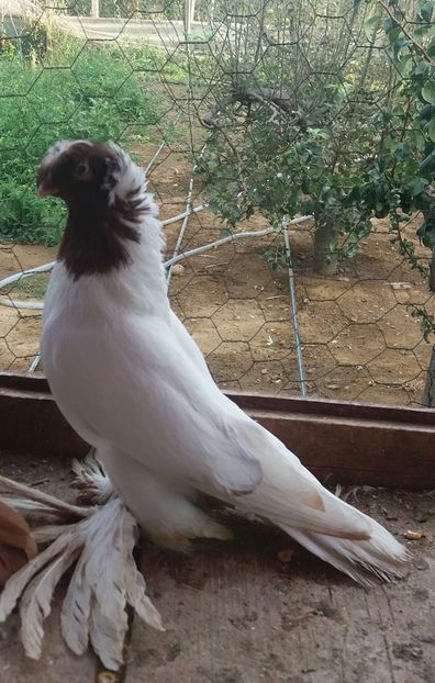 Cel mai frumos puii cap rosu 2016