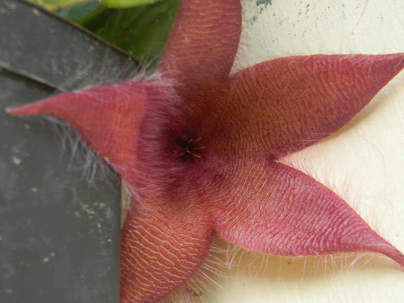 Stapelia grandiflora - 03 - Alte plante suculente - 2016