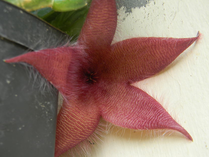 Stapelia grandiflora - 03 - Alte plante suculente - 2016