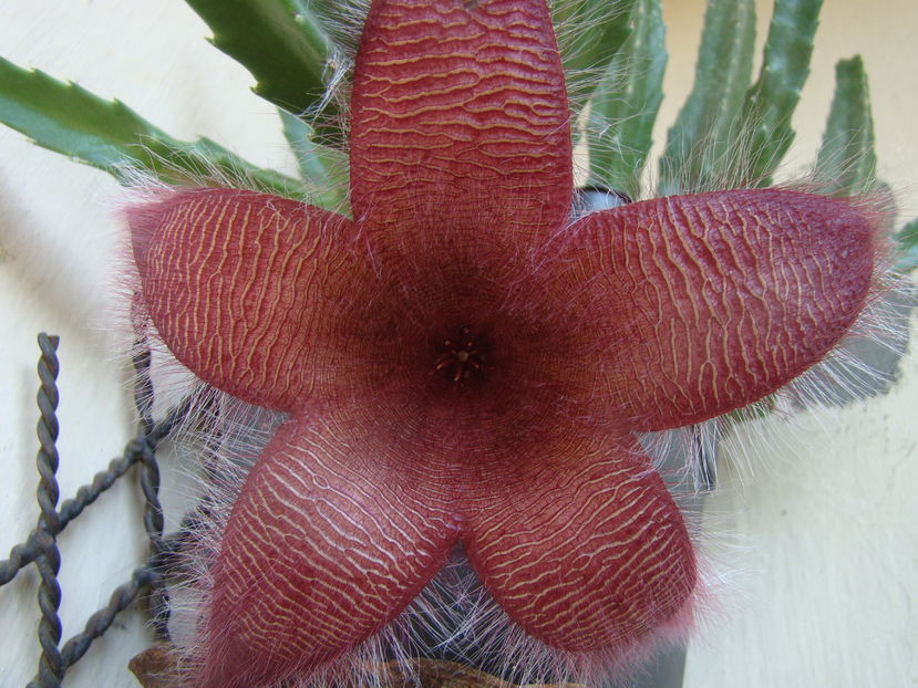 Stapelia grandiflora - 03 - Alte plante suculente - 2016