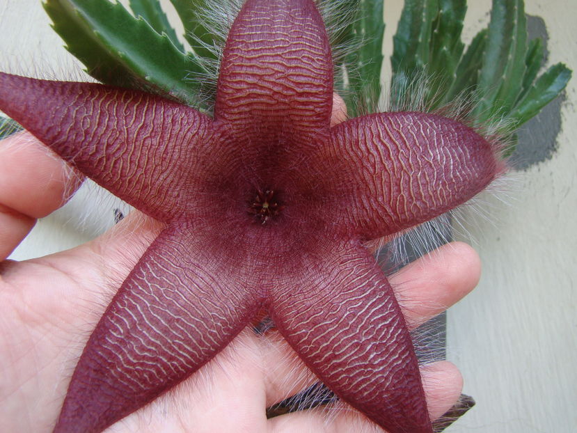 Stapelia grandiflora - 03 - Alte plante suculente - 2016