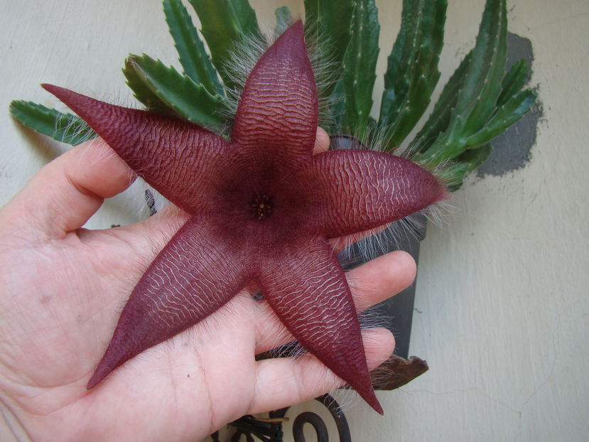 Stapelia grandiflora - 03 - Alte plante suculente - 2016