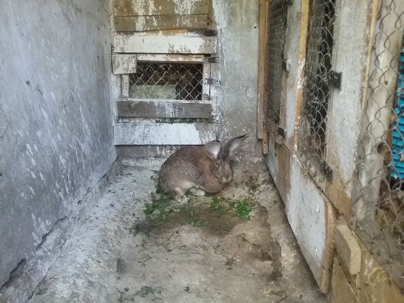 Femela 1 an și 4 luni