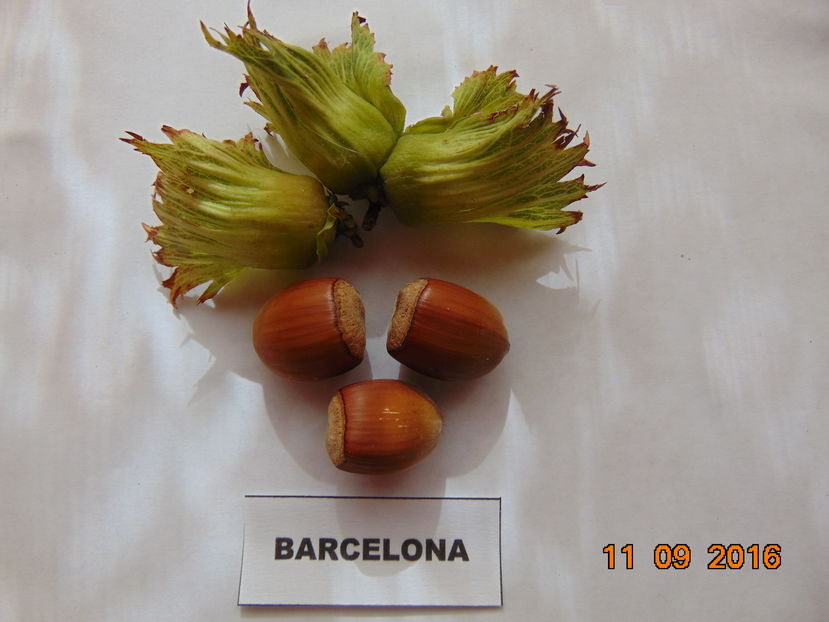 Barcelona ( nu e ). Soiul normal are fructele rotunde - ALUN