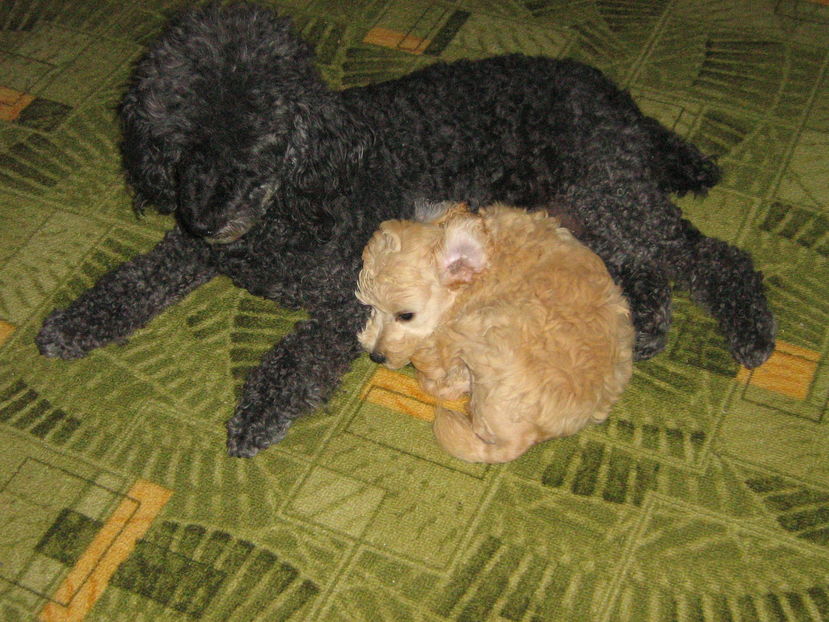  - MUKY_ ceva special