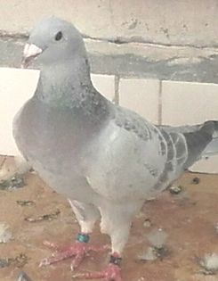 2016-09-11 19.27.31; GUTA PE RAR -2016
