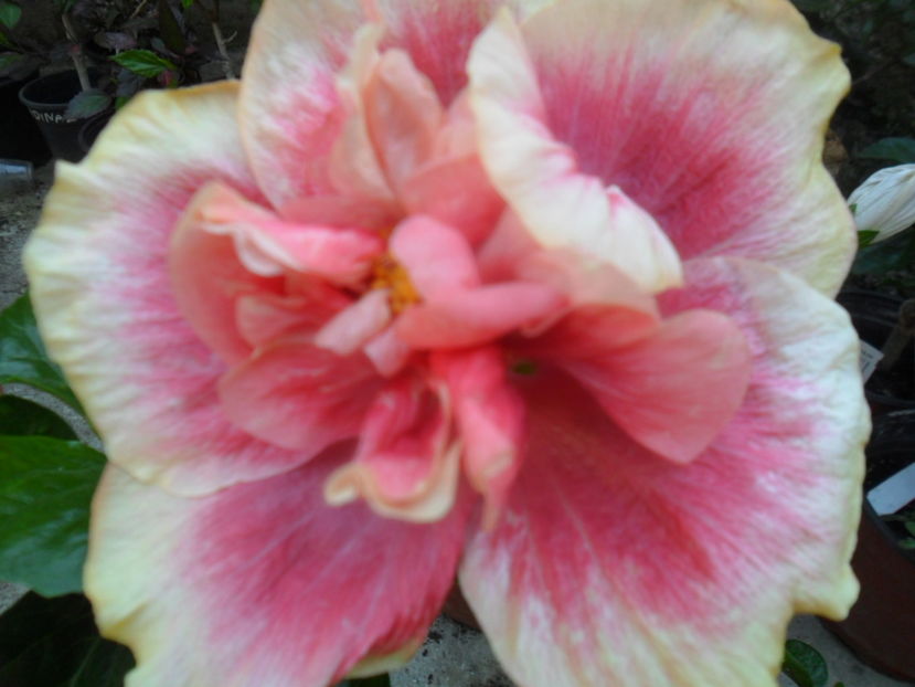  - 000-hibiscusi deosebiti