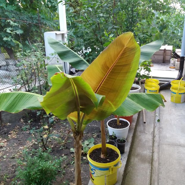 Au stat toata vara afara