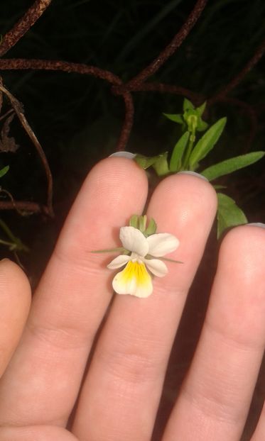 Viola arvensis  19.06.2016 - Flori din gradina