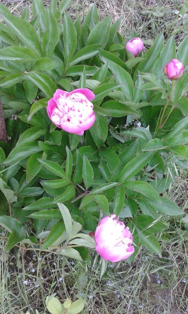 Paeonia  20.05.2016 - Flori din gradina