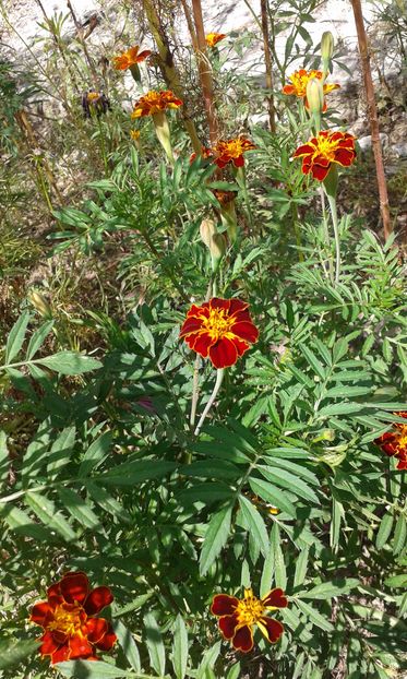 Tagetes patula  29.08.2016 - Flori din gradina