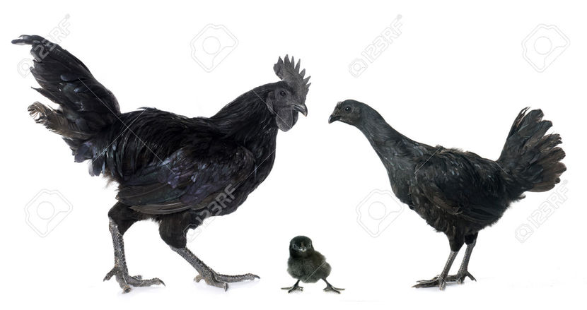 48661660-rooster - AYAM CEMANI