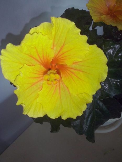 14322470_1516377865054442_5285636351964942488_n - Hibiscusi