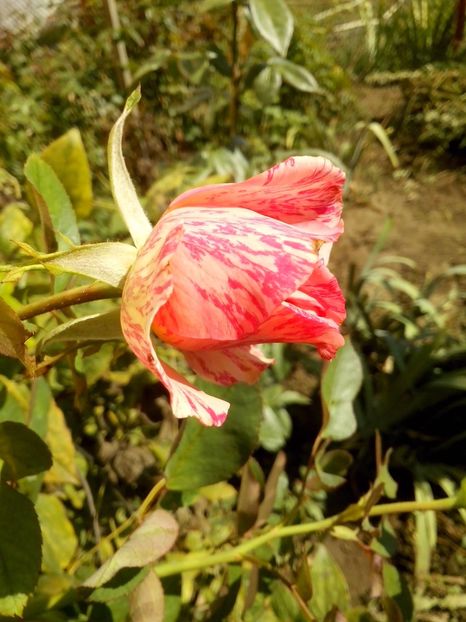 nr 30 - 0 TRANDAFIRI DIMOV 2016