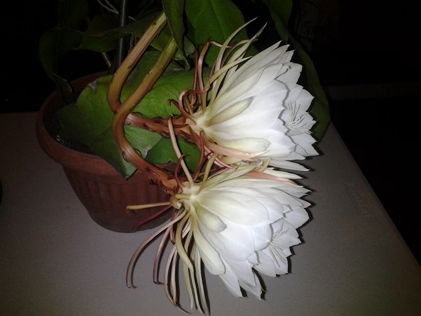  - epiphylum oxipetalum