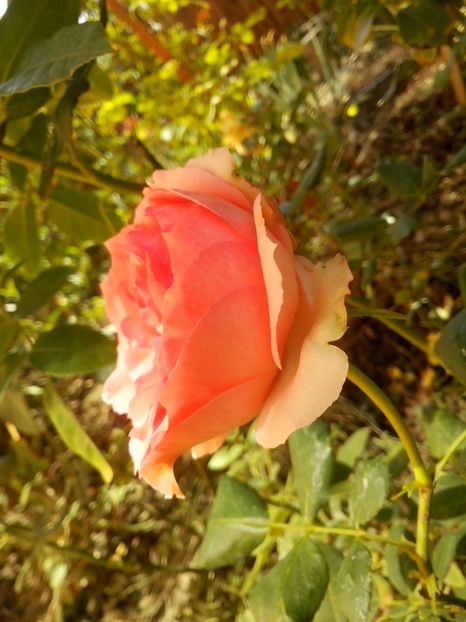 first lady - 0 TRANDAFIRI 2016