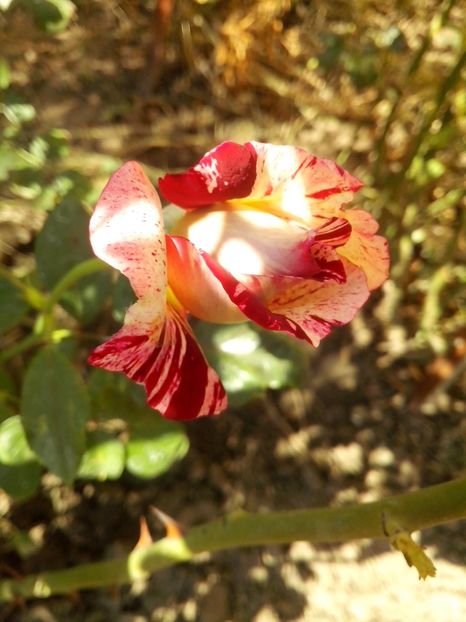 Julio iglesias - 0 TRANDAFIRI 2016