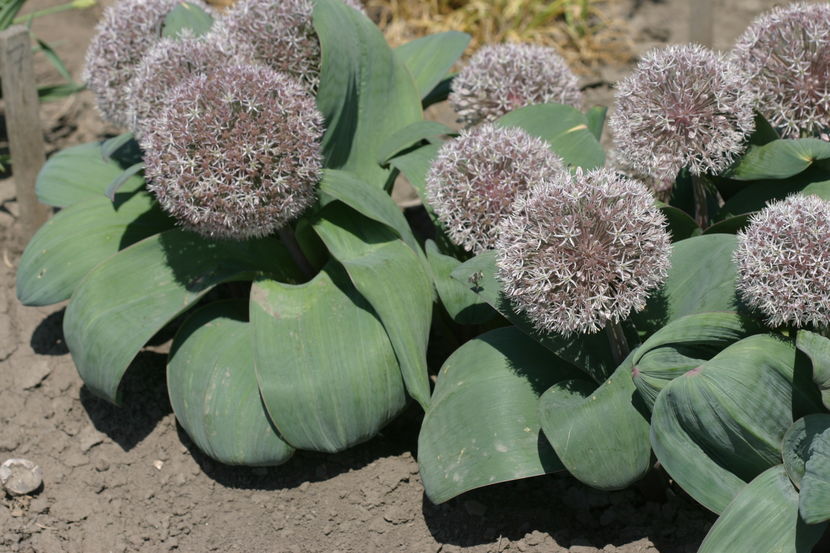 Bulbi Allium karataviense1