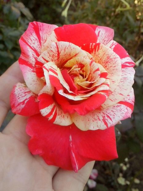 nr 31 - 0 TRANDAFIRI DIMOV 2016