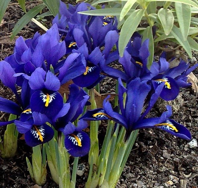 Bulbi Iris reticulata Harmony - BULBI DE TOAMNA 2016