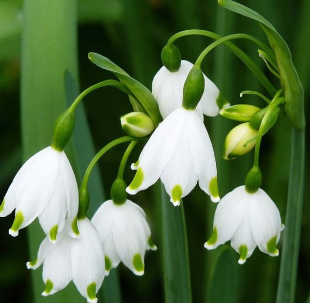 Bulbi leucojum aestivum - Copy